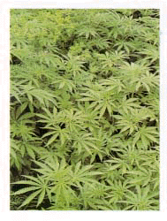 Marijuana Plant Marijuana Plant